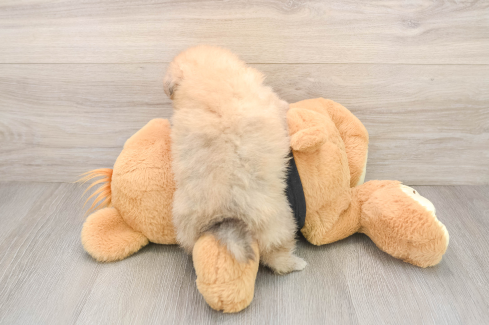 Best Pomeranian Baby