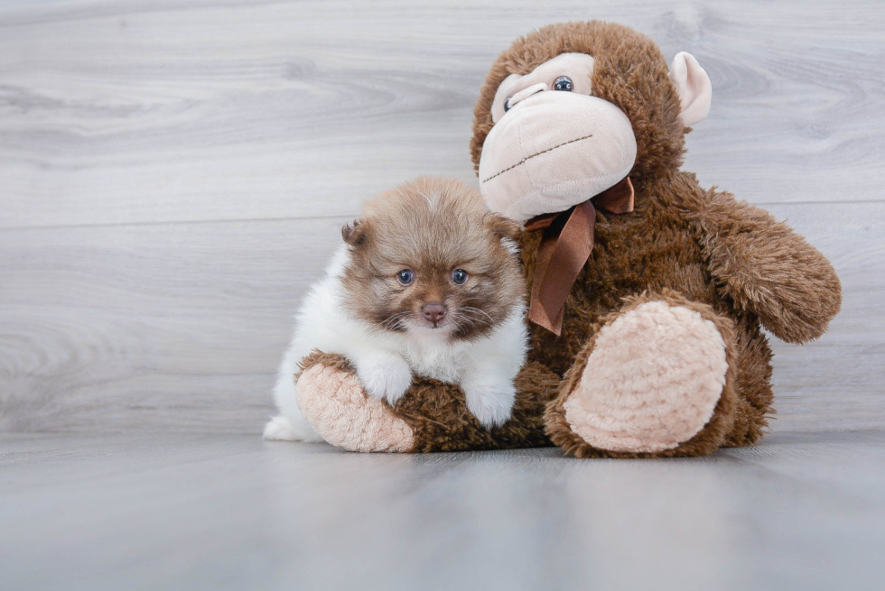 Friendly Pomeranian Baby