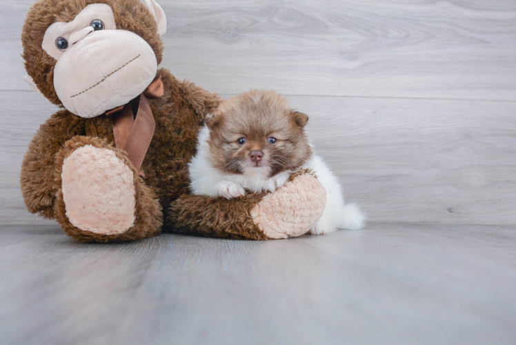 Pomeranian Pup Being Cute