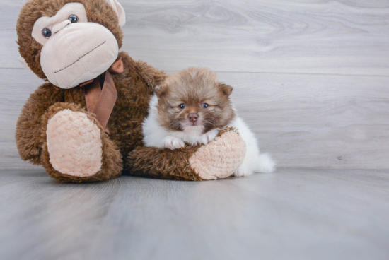 Pomeranian Pup Being Cute