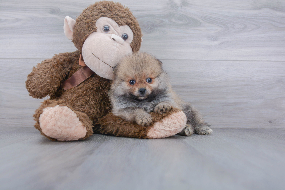 Friendly Pomeranian Baby