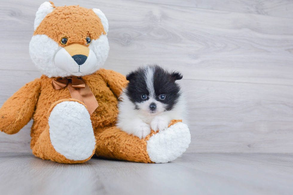 Pomeranian Pup Being Cute