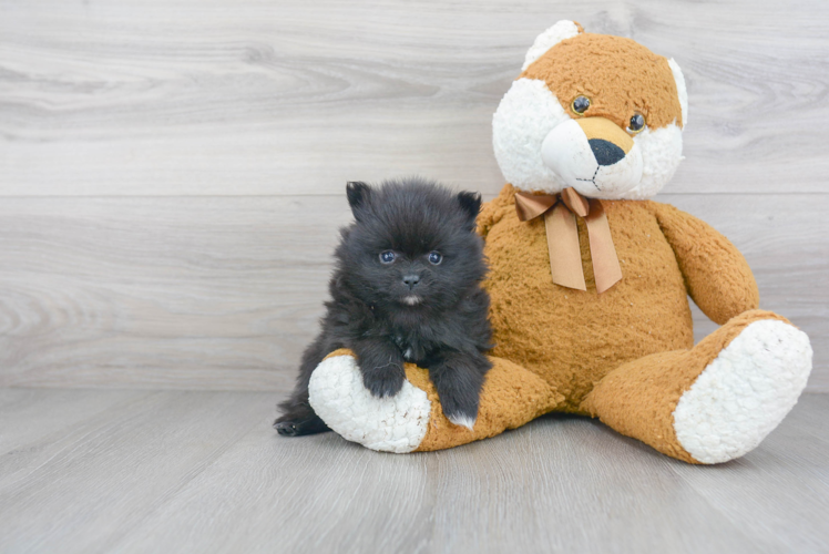 Playful Pomeranian Purebred Pup