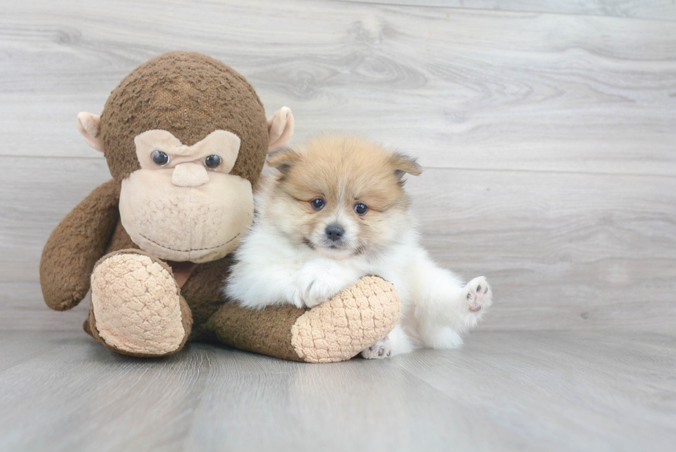 Adorable Pomeranian Purebred Puppy