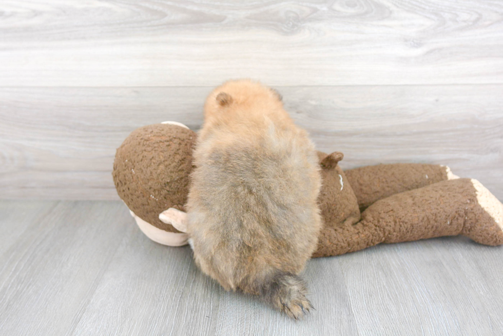 Small Pomeranian Baby
