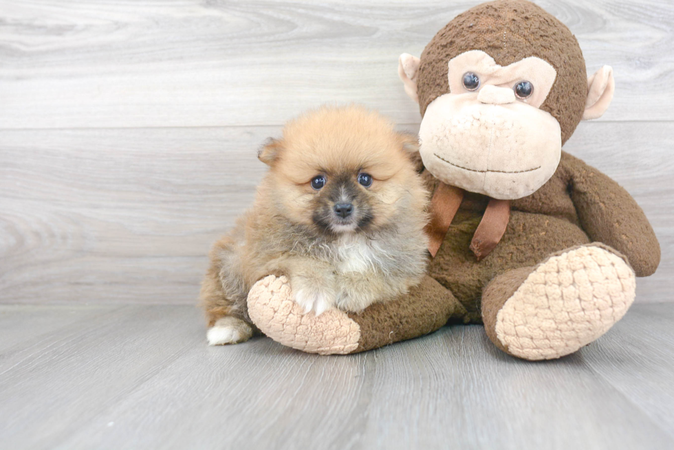 Fluffy Pomeranian Purebred Puppy