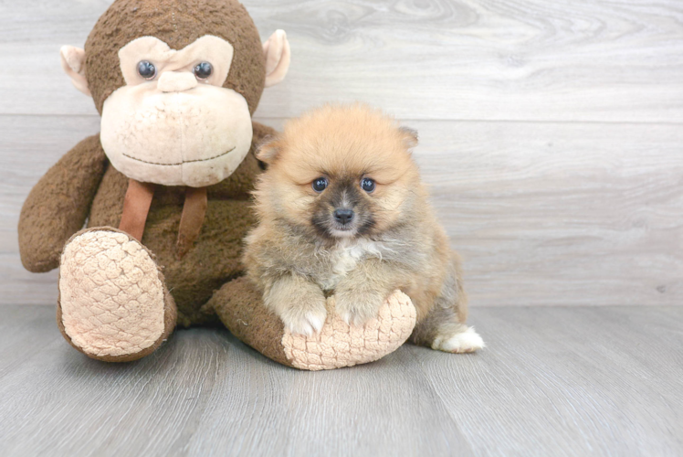 Best Pomeranian Baby