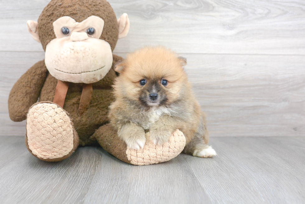 Best Pomeranian Baby