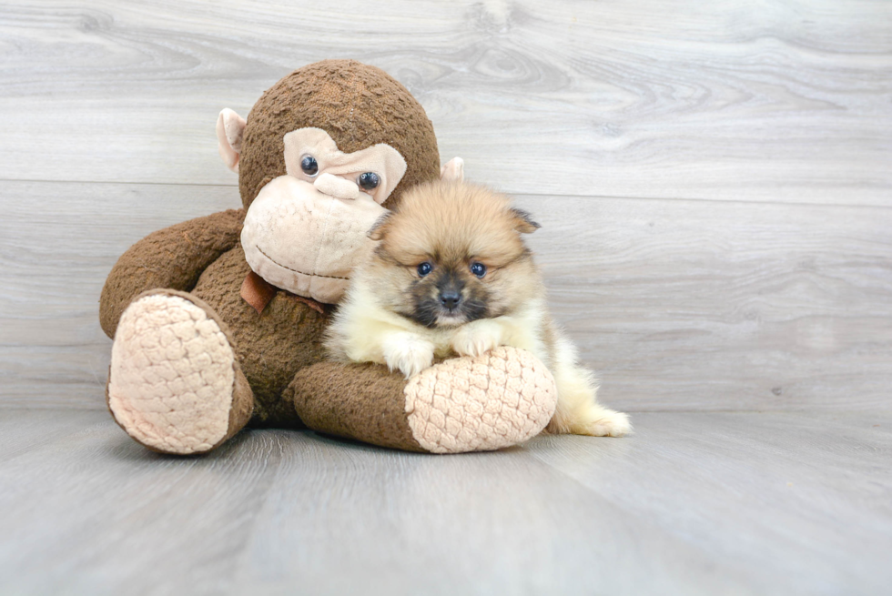 Popular Pomeranian Baby