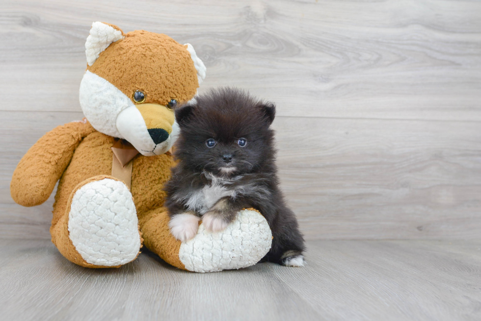 Friendly Pomeranian Purebred Pup