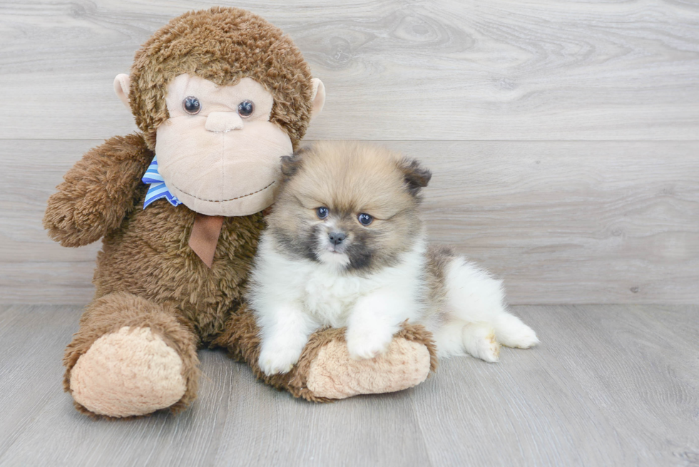 Happy Pomeranian Purebred Puppy