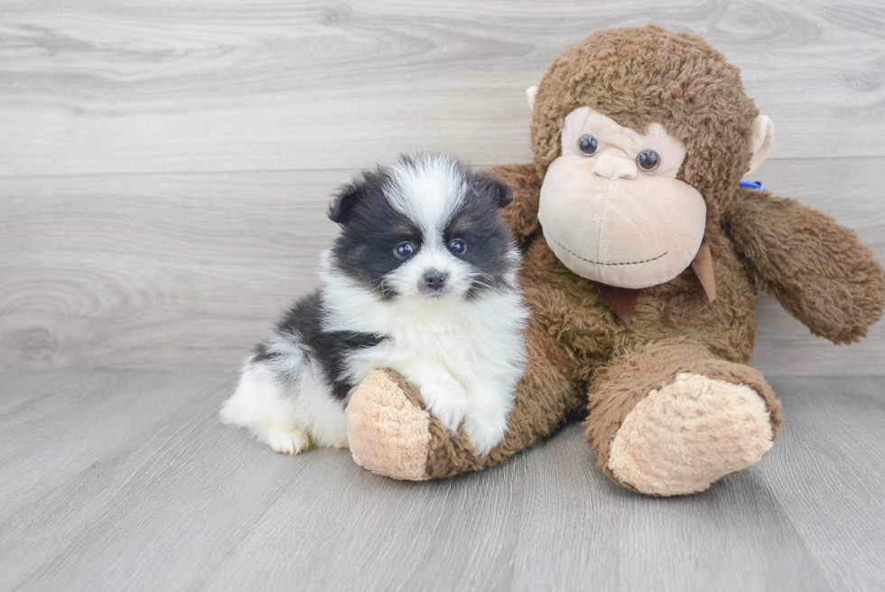Best Pomeranian Baby