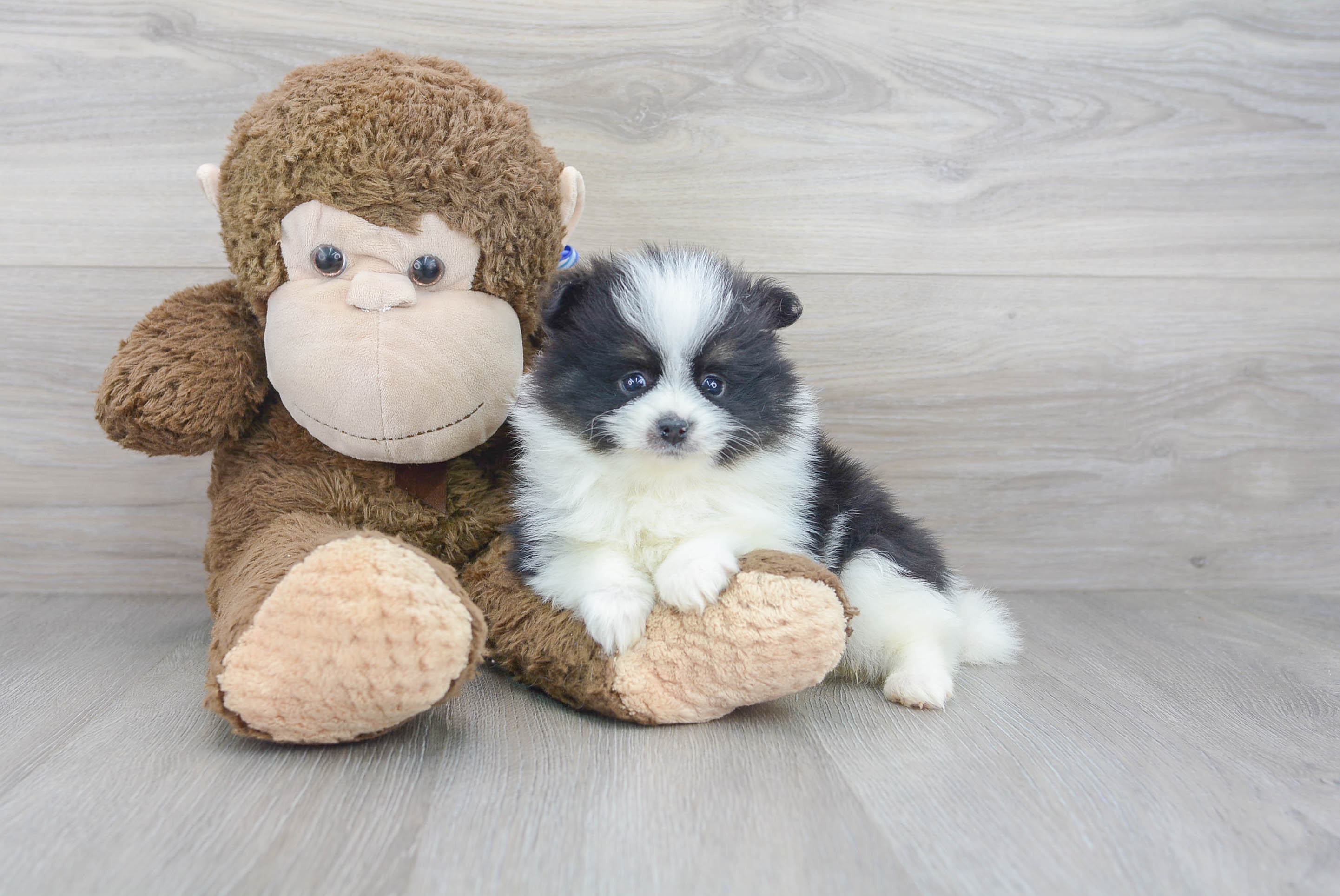 Cute Pomeranian Purebred Pup
