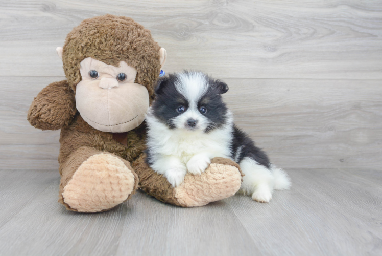Cute Pomeranian Purebred Pup