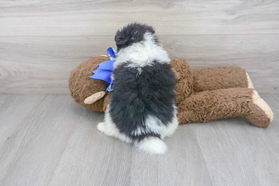 Cute Pomeranian Purebred Puppy