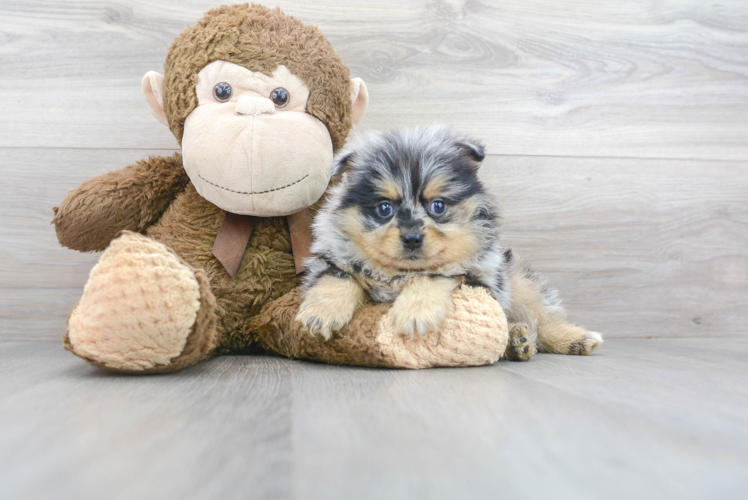 Cute Pomeranian Purebred Pup