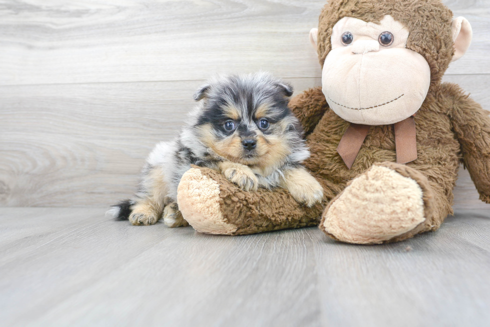 Pomeranian Puppy for Adoption