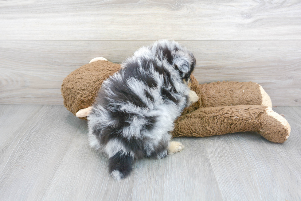 Cute Pomeranian Purebred Puppy