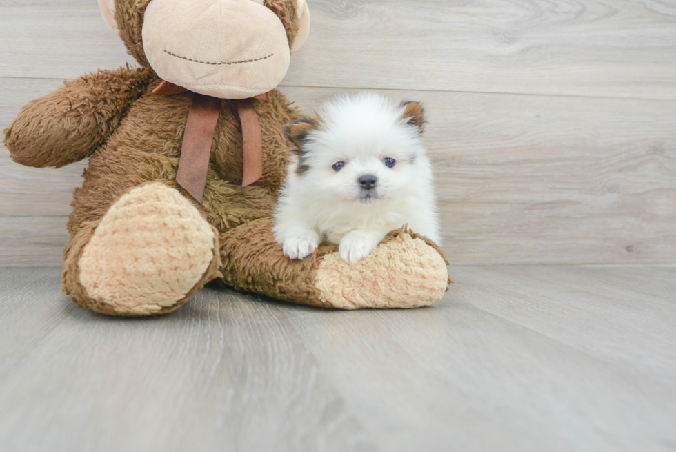 Hypoallergenic Pomeranian Purebred Pup