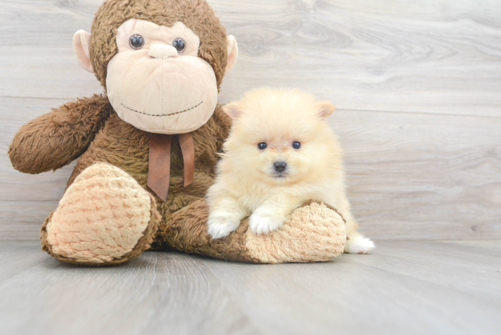 Popular Pomeranian Baby