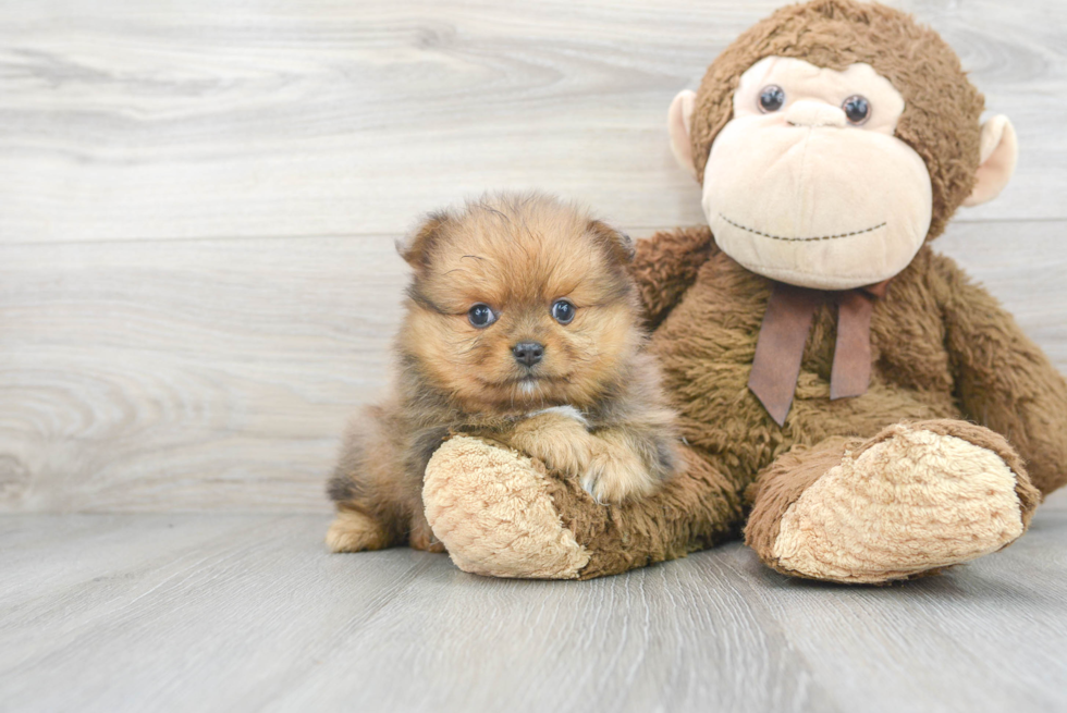 Hypoallergenic Pomeranian Baby