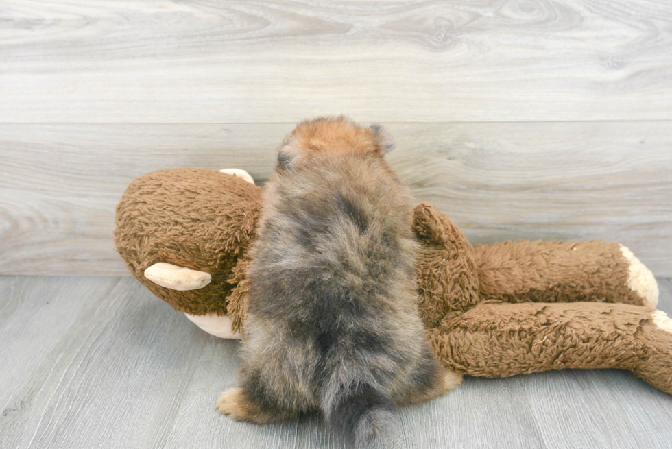 Petite Pomeranian Purebred Puppy