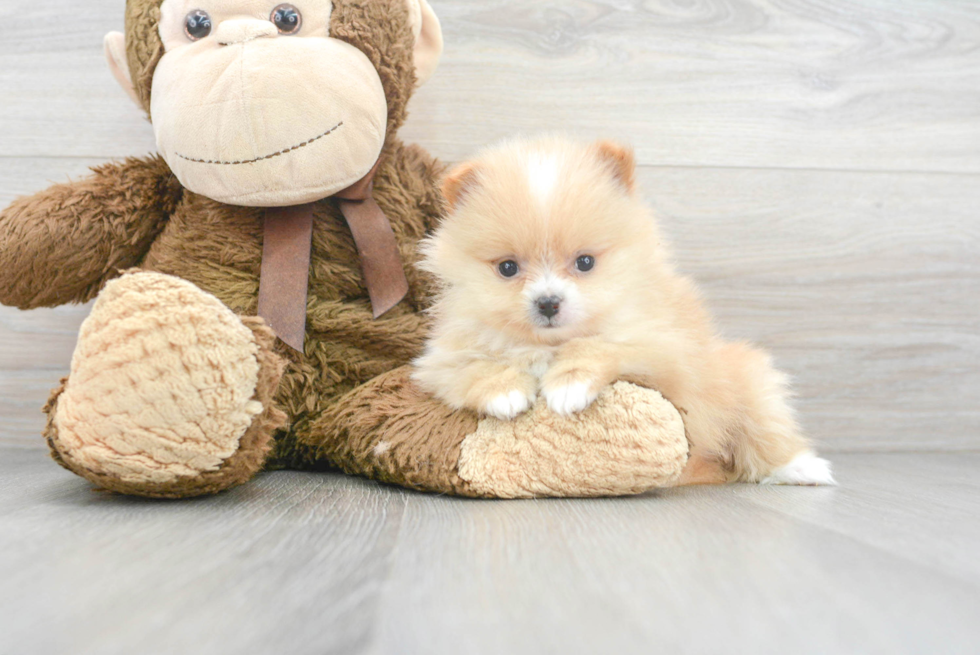 Best Pomeranian Baby