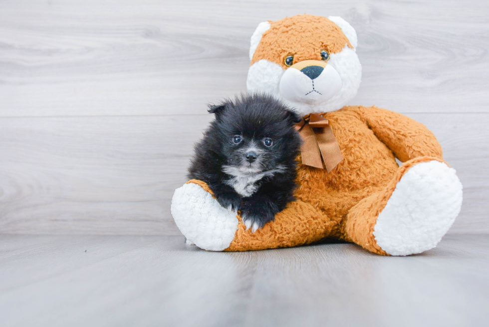 Playful Pomeranian Baby