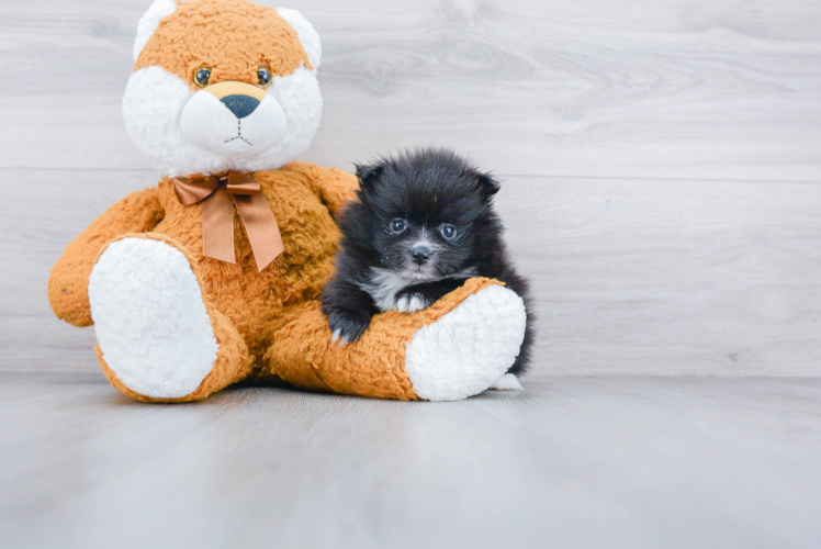 Best Pomeranian Baby