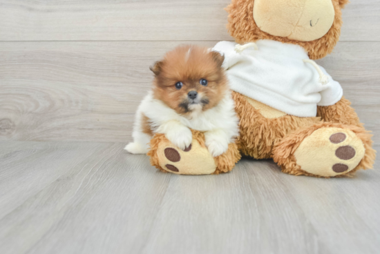 Pomeranian Puppy for Adoption