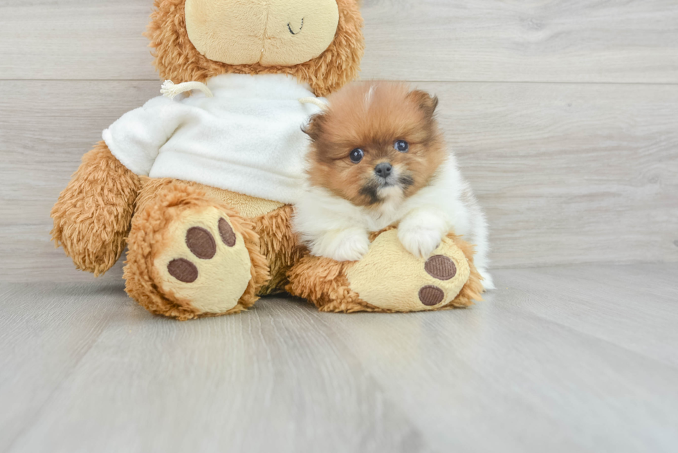 Best Pomeranian Baby