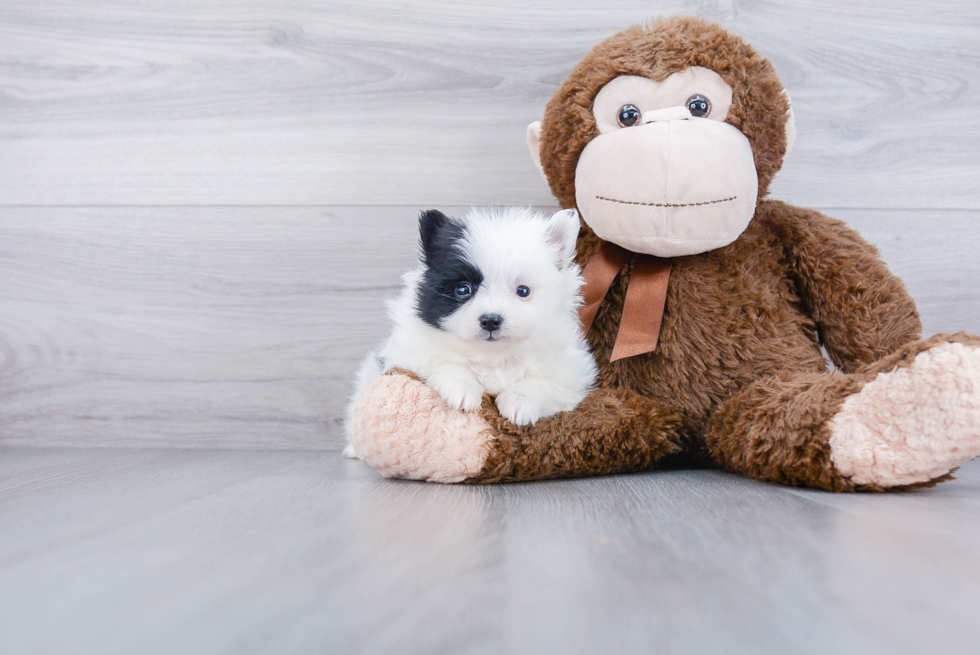 Hypoallergenic Pomeranian Purebred Pup