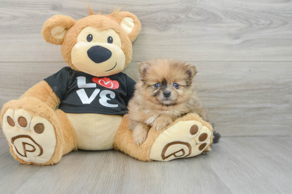 6 week old Pomeranian Puppy For Sale - Premier Pups