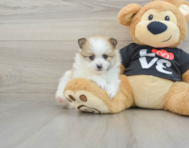 6 week old Pomeranian Puppy For Sale - Premier Pups