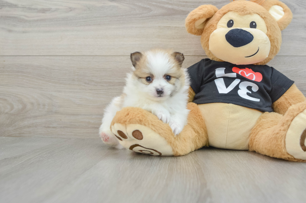 7 week old Pomeranian Puppy For Sale - Premier Pups