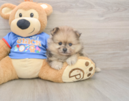 7 week old Pomeranian Puppy For Sale - Premier Pups