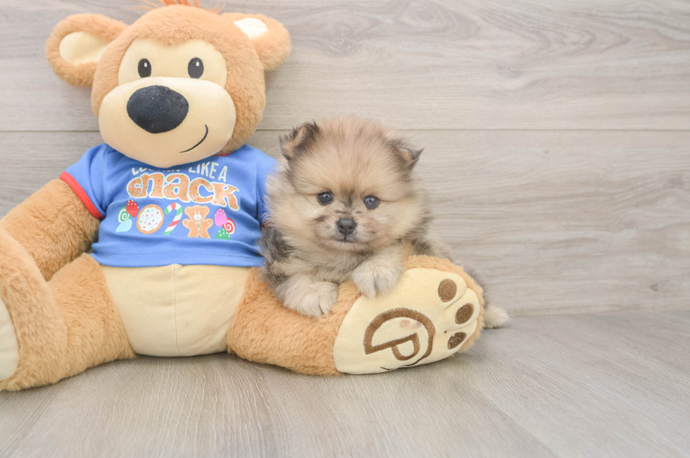 5 week old Pomeranian Puppy For Sale - Premier Pups