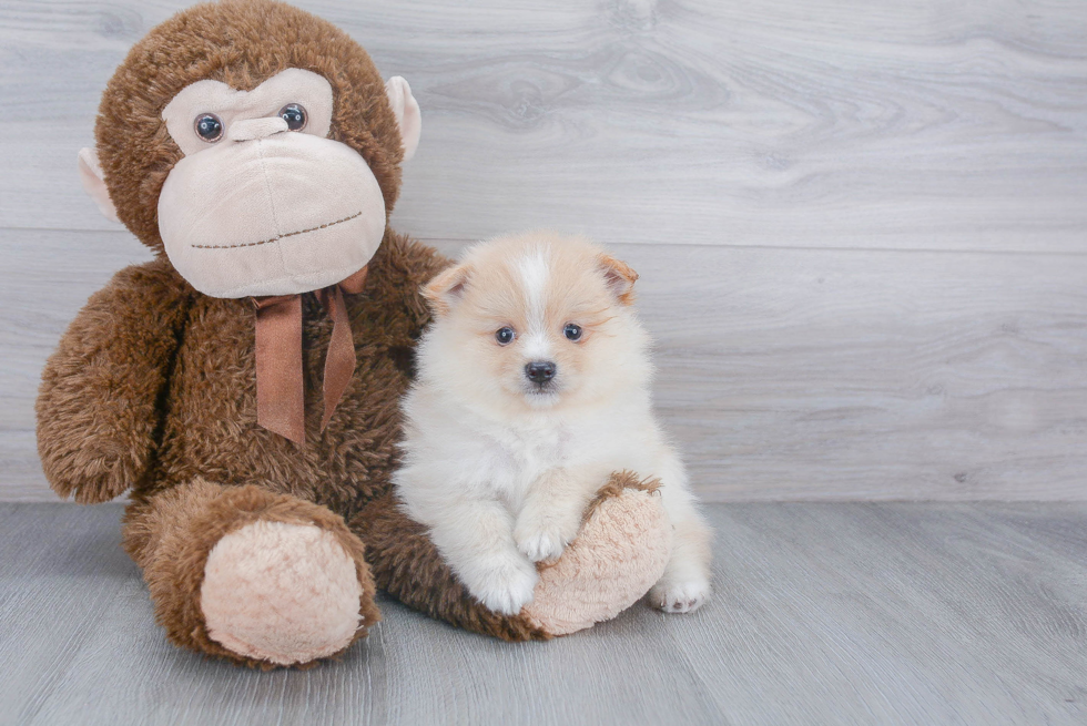 Pomeranian Pup Being Cute