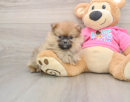 8 week old Pomeranian Puppy For Sale - Premier Pups