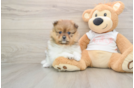 Pomeranian Pup Being Cute