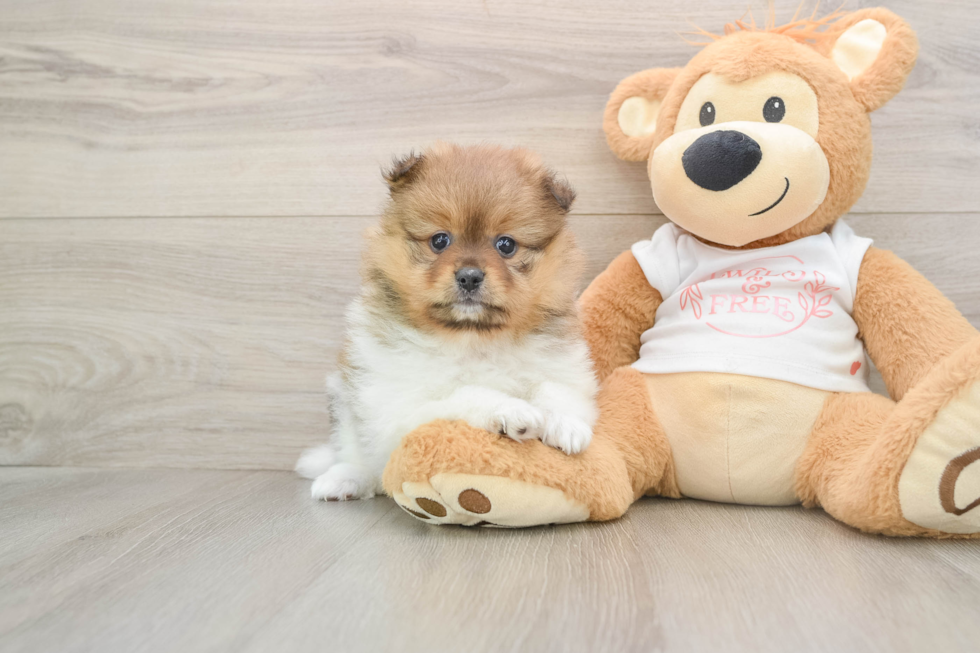 Pomeranian Pup Being Cute