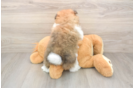 Fluffy Pom Dog Purebred Puppy