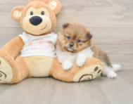 8 week old Pomeranian Puppy For Sale - Premier Pups