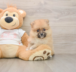 5 week old Pomeranian Puppy For Sale - Premier Pups