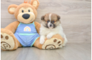 Akc Registered Pomeranian Baby