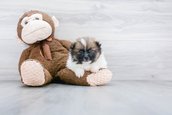 Playful Pomeranian Baby