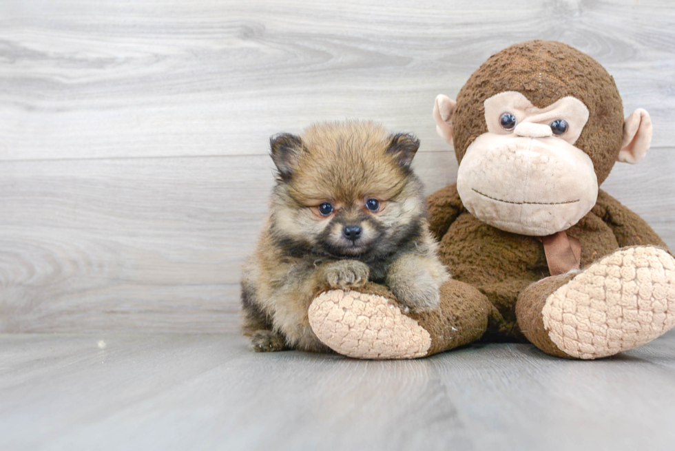 Pomeranian Puppy for Adoption