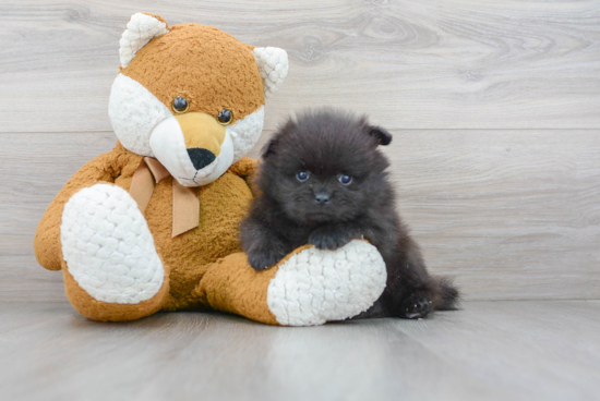 Little Pomeranian Baby