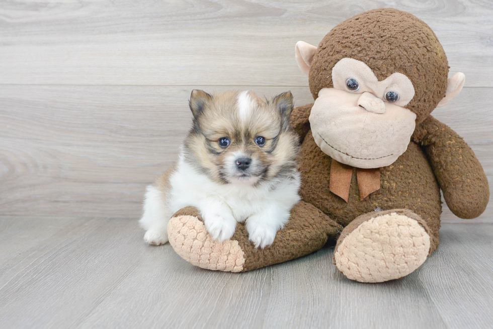 Cute Pomeranian Purebred Puppy