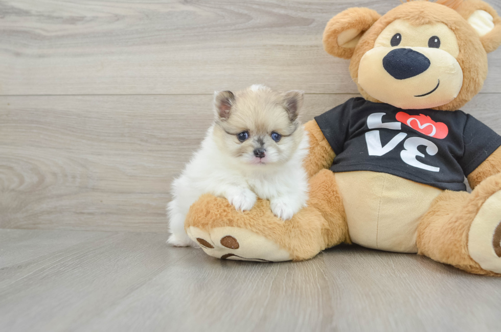 5 week old Pomeranian Puppy For Sale - Premier Pups